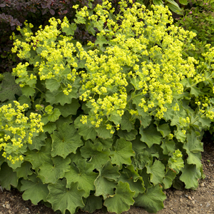 Thriller Lady’s Mantle