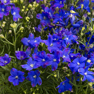 Blue Mirror Delphinium