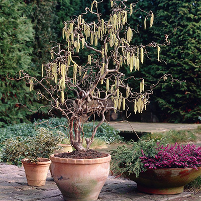 11 Best Shrubs For Winter Containers