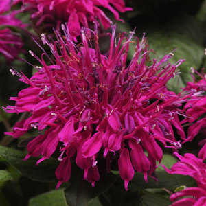 Balmy Purple™ Bee Balm