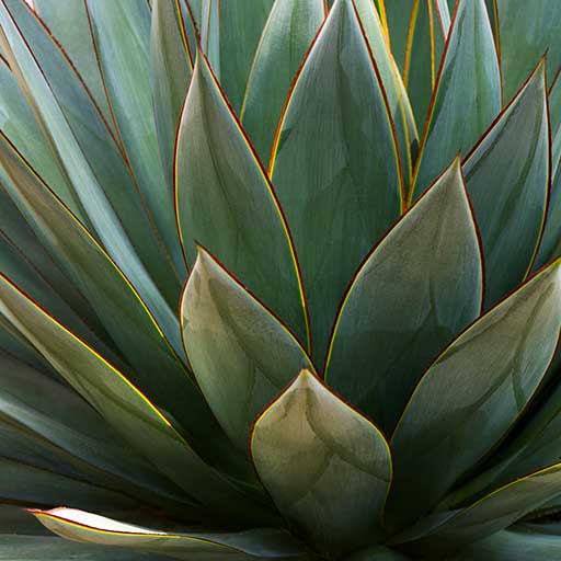 Blue Glow Agave