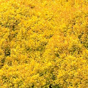 Golden Nugget™ Dwarf Japanese Barberry