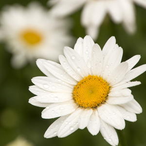 Becky Shasta Daisy