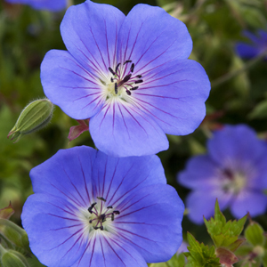 Rozanne Cranesbill