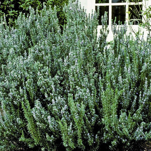 Blue Spires Rosemary