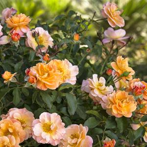 Flower Carper® Amber Groundcover Rose