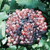 Ruby Seedless Grape