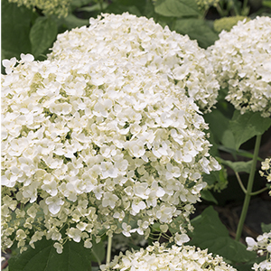 Seaside Serenade® Bar Harbor Hydrangea