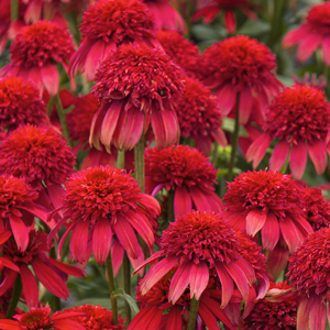 Double Scoop™ Cranberry Coneflower