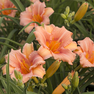 Everydalily Pink Wing Daylily
