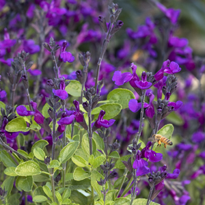 Vibe® Ignition Purple Salvia