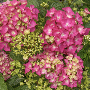 Pink Elf® French Hydrangea