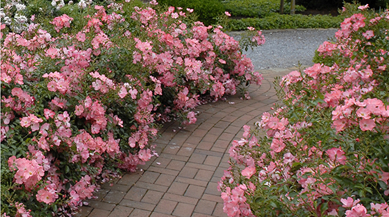 5 Ways To Design With Flower Carpet Roses