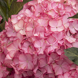 Seaside Serenade® Hamptons Hydrangea