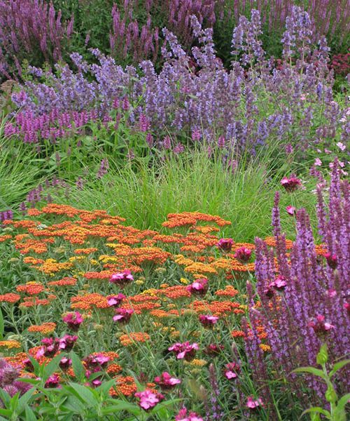 Yarrow comes