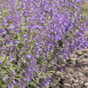 Walker’s Low Catmint