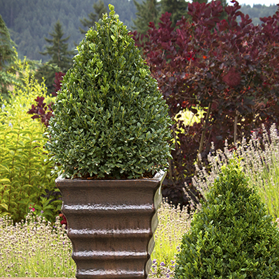 Dwarf Alberta Spruce