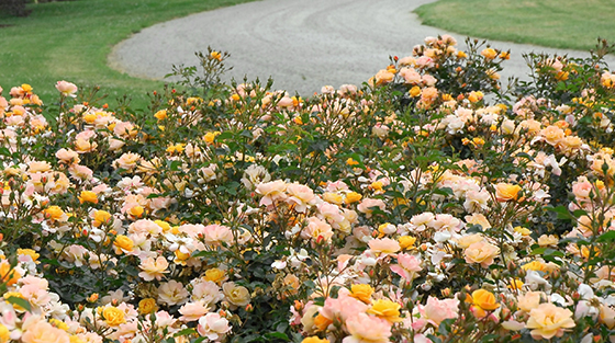 5 Ways To Design With Flower Carpet Roses