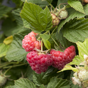 Raspberry Shortcake®Raspberry