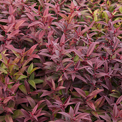 7 Beautiful Shade Solutions Shrubs Northeast