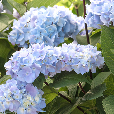 Blue Enchantress® Hydrangea