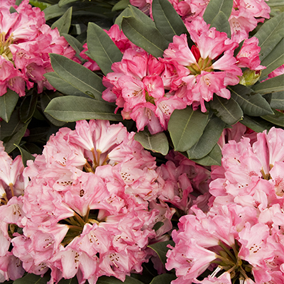 Sneezy Rhododendron