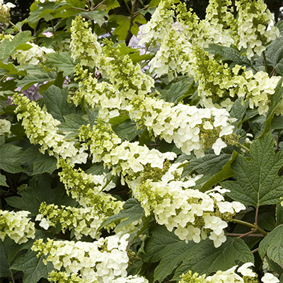 Snow Queen Oakleaf Hydrangea