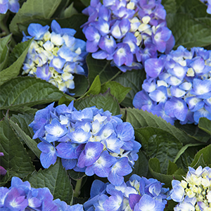 Seaside Serenade® Cape Cod Hydrangea