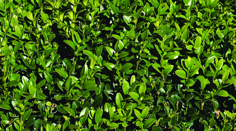 Dwarf English boxwood