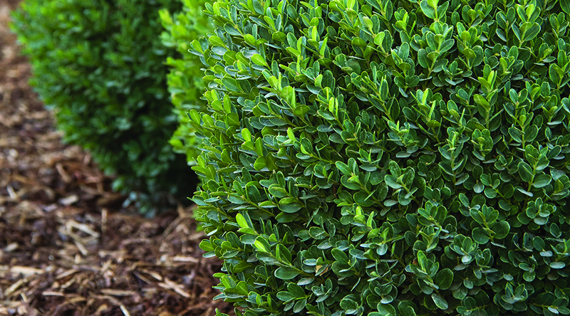 Petite Pillar™ Dwarf Boxwood