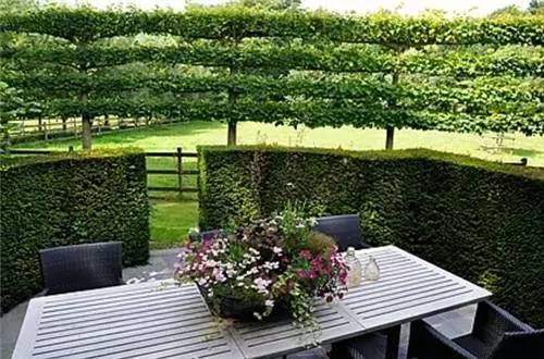 Used espalier to create a living privacy wall