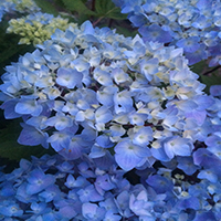 9275-blue-enchantress-hydrangea-extreme-close-up