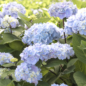 Blue Hydrangea® Hydrangea