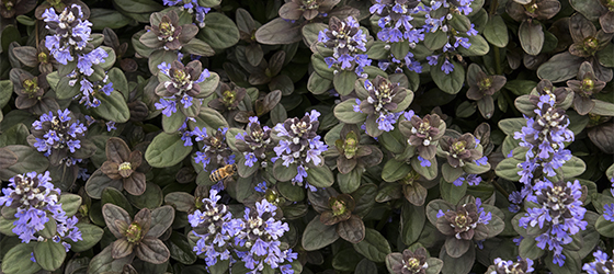 Ajuga560x250