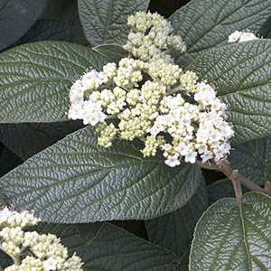 brandywine viburnum hedge