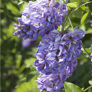 Texas Purple Japanese Wisteria