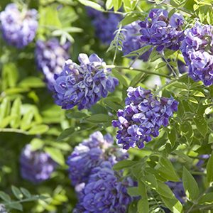 Amethyst Falls American Wisteria