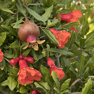 Angel Red® Pomegranate