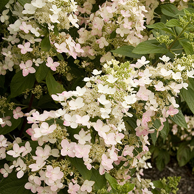 Angels-Blush%C2%AE-Hydrangea-400x400