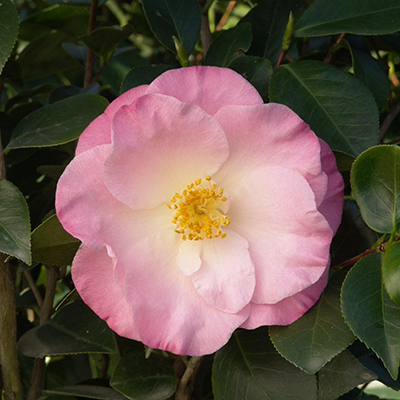 April Remembered Ice Angels® Camellia