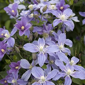 Arabella Clematis