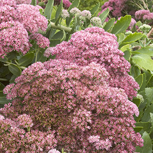 Autumn Joy Stonecrop