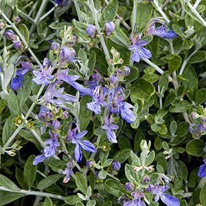 Azure Bush Germander (Teucrium fruticans ‘Azureum’)