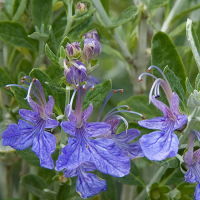 Azure Bush Germander