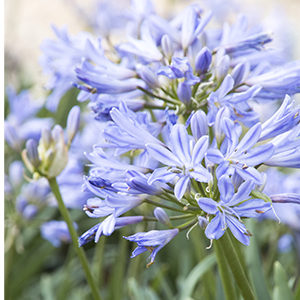 Baby-Pete-agapanthus-300x300-150x150@2x