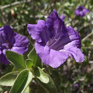 Baja Ruellia