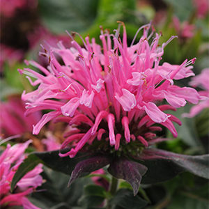 Balmy™ Pink Bee Balm