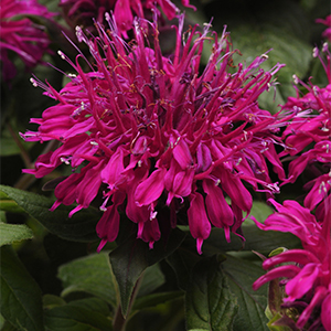 Balmy™ Purple Bee Balm