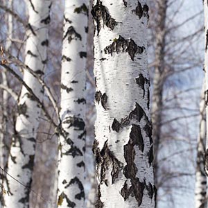 European White Birch