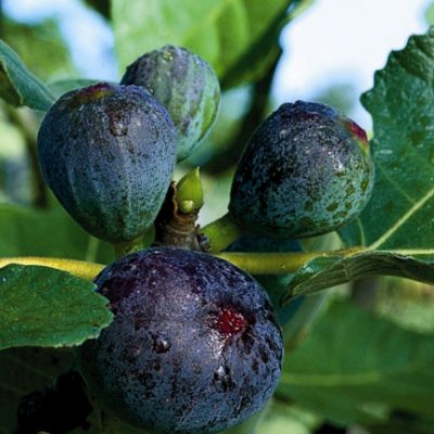 Black Jack Fig fruit on tree